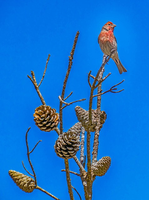 House Finch and Pine Cones