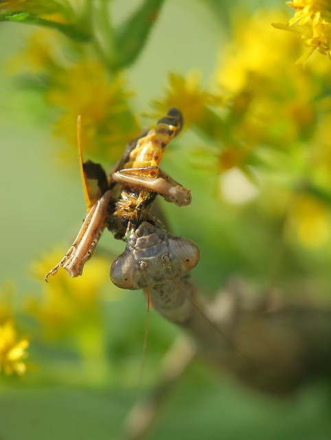 Carolina mantis with beetle