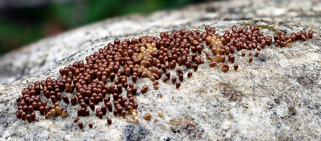 Slime mold - Leocarpus fragilis, I found on the underside of a rock
