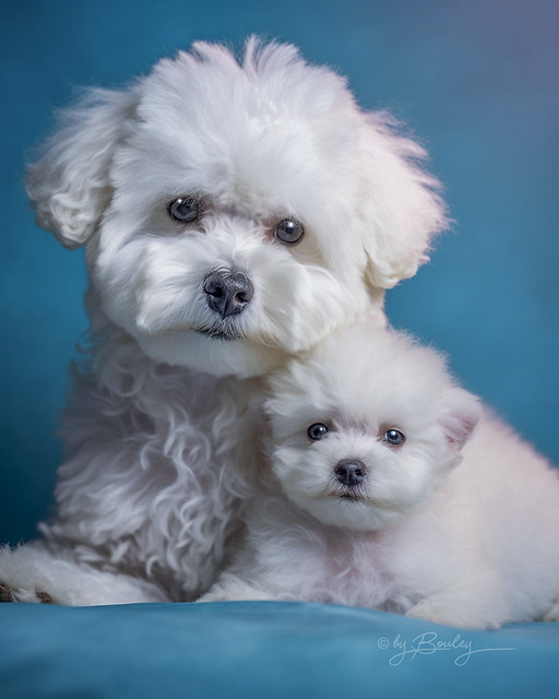 Bichon Frise with pup
