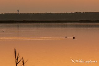 Ducks at Sunset | Edwin Forsythe National Wildlife Refuge, NJ, USA