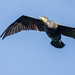Cormorant | Aalscholver | Kormoran, (Phalacrocorax carbo)