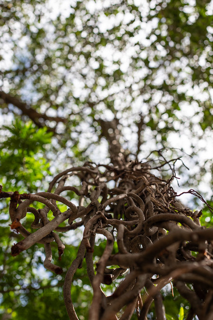 Tree Life, Mysore
