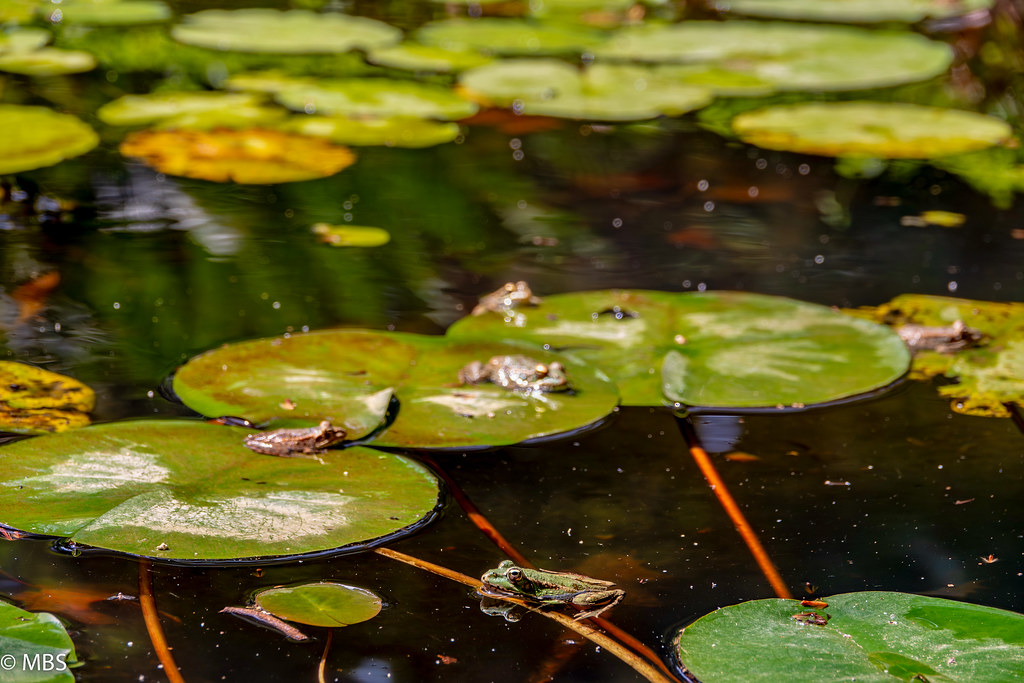 It’s a toads life. | Jardin Botanical Malaga. | Murray | Flickr