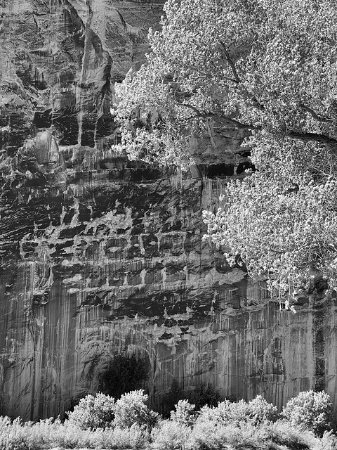 Canyon walls and cottonwood, DNM 2023