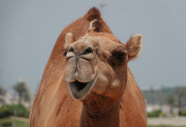 Quirky camel