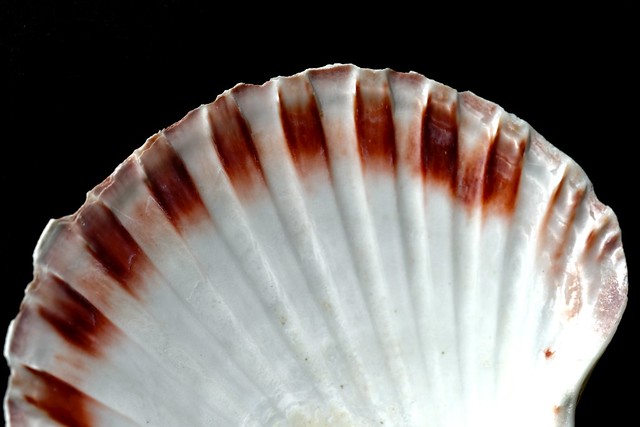 St. Jacobs Shell