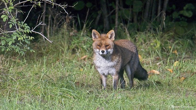 Renard roux d'Europe Vulpes vulpes Red fox