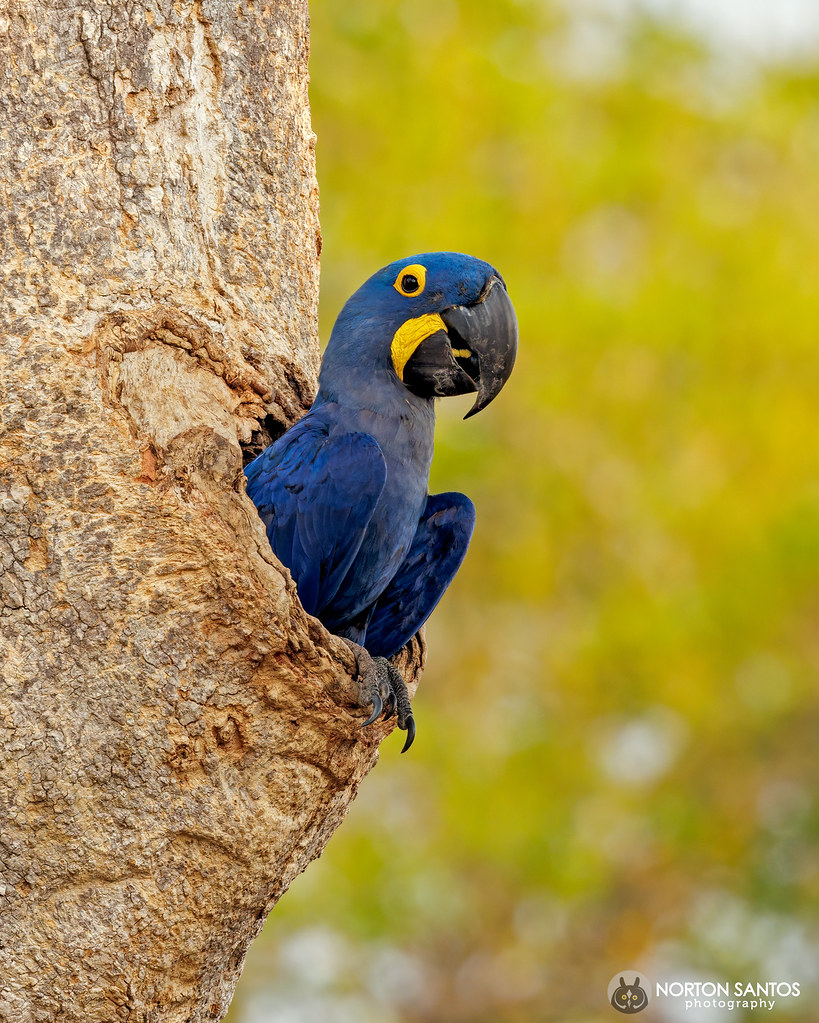 Hyacinth Macaw / Arara-azul / Anodorhynchus hyacinthinus