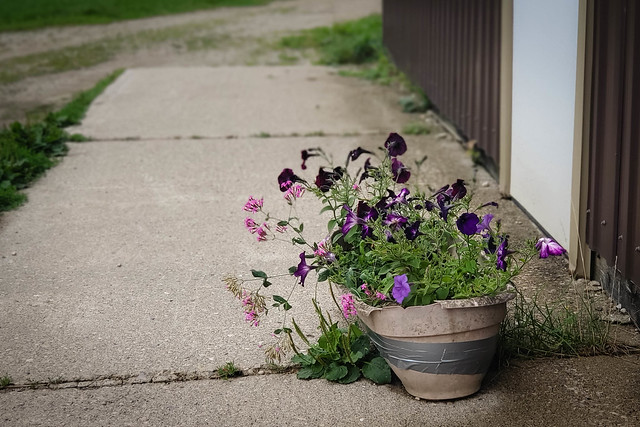 Donna's purple planter