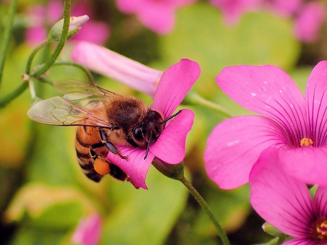 Autumn Colors. Apis mellifera, Honeybee, on Pink Sorrel, Oxalis articulata, Hortus Botanicus, Amsterdam, The Netherlands