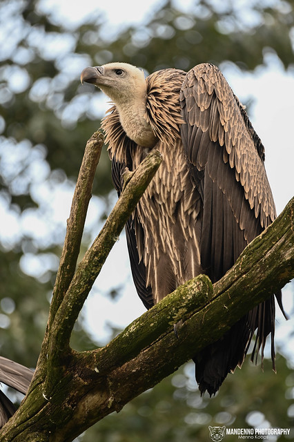 Griffon vulture - Diergaarde Blijdorp