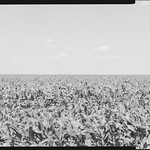 H. Texas - Travis - Manda - 2012 Title: Farm, Manda, Texas, 2012

Medium: film, monochrome, 4x5