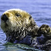 Sea Otter Cuteness