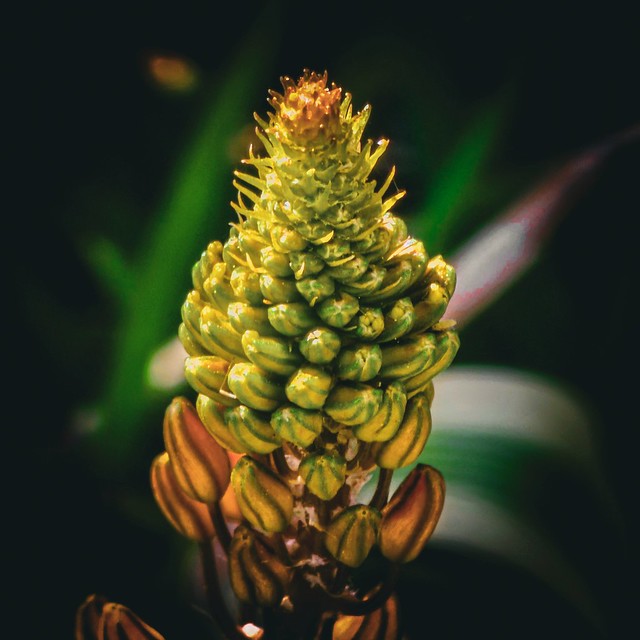 Aloe Thraskii Cocoon. 🌼🌹🌼🌹🌼🌹❤️