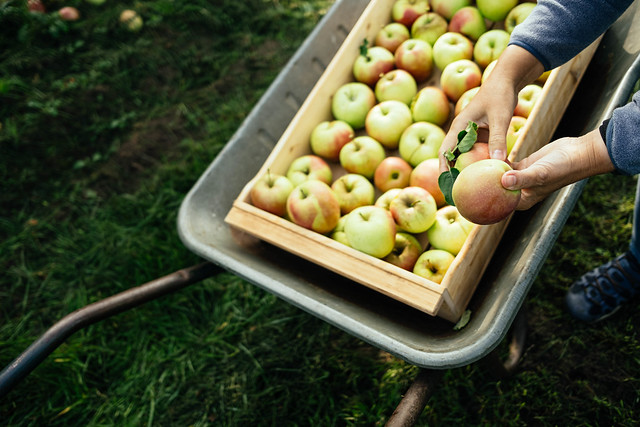 hand harvesting apples from tree