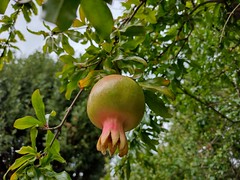 UK - London - Chelsea - Chelsea Physic Garden - Pomegranate
