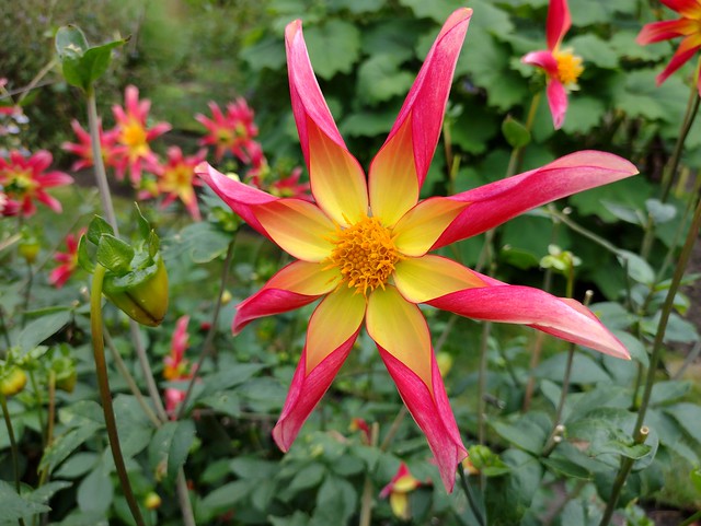 UK - London - Chelsea - Chelsea Physic Garden - Star flower Dahlia