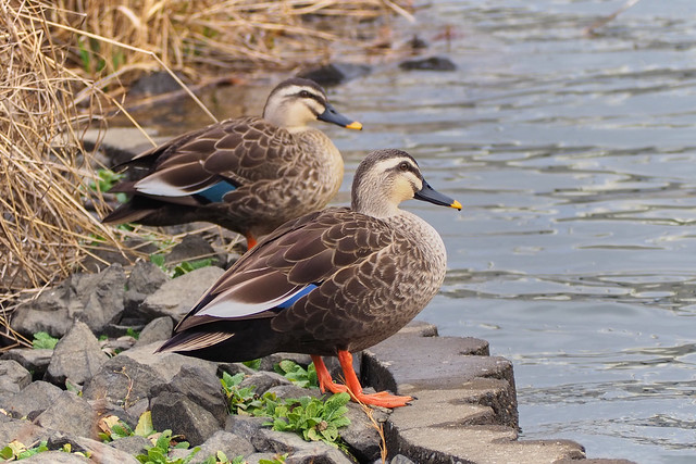 eastern spot-billed ducks