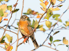 American Robin in Hawthorn