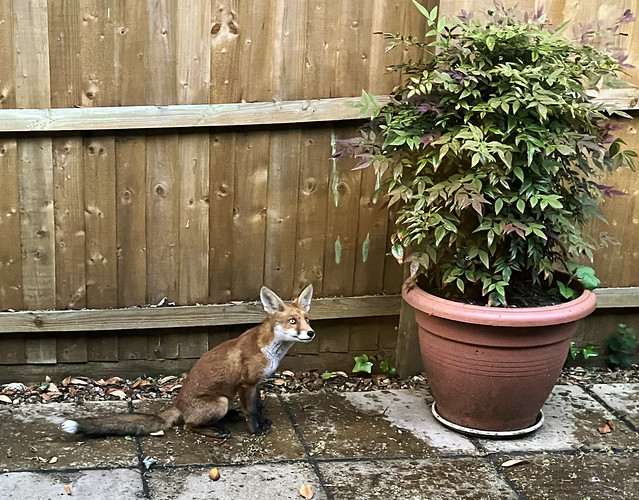 Young Fox in the Garden, 7th June 2023