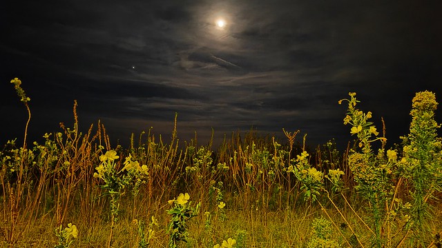 Full moon from flowers in the  sand dunes