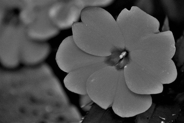 Black & White, Flowering Plant.