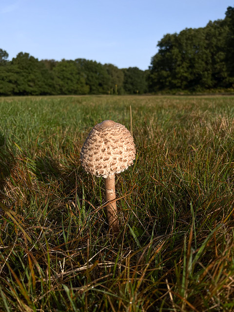 2023 - 273 - parasol fungi