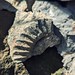 Ammonite fragment