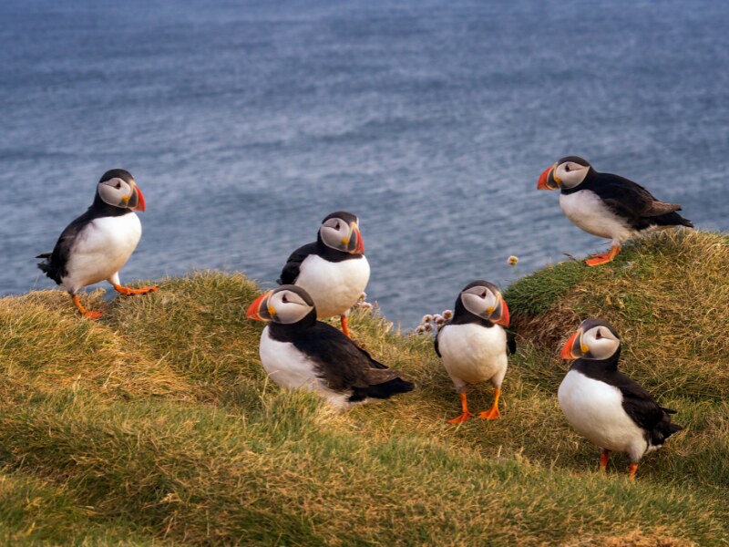 Iceland adventure tours - Puffin