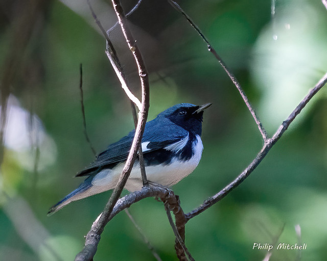 Black throated Blue Warbler
