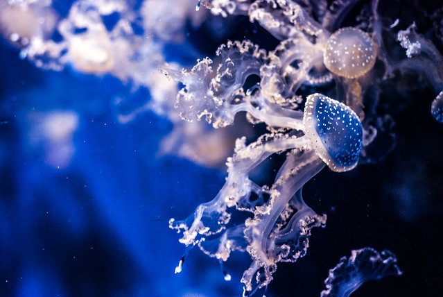 720 - Jellyfish