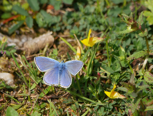 Common blue, male (Polymmatus icarus), Vallée du Galbe