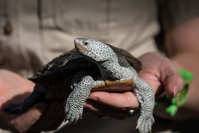A ranger holds a diamond back terrapin in the sun. 