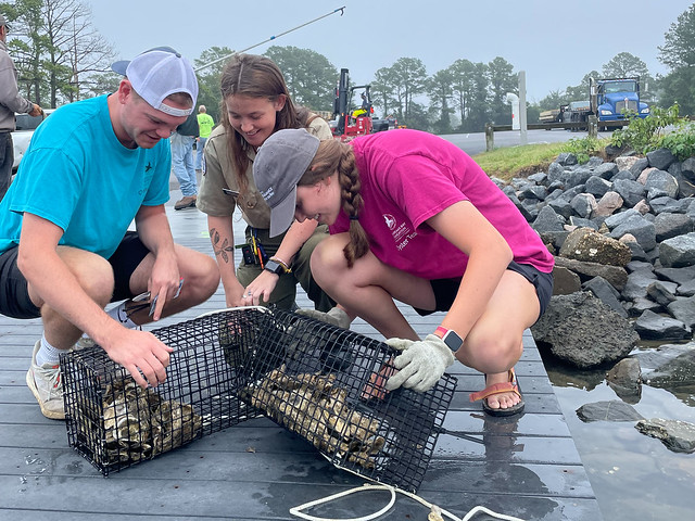 Ranger and volunteers inspect oyster cages.