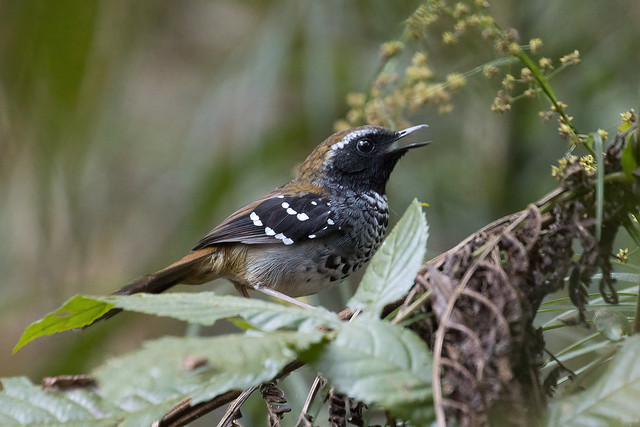 Squamate Antbird (Myrmoderus squamosus), male