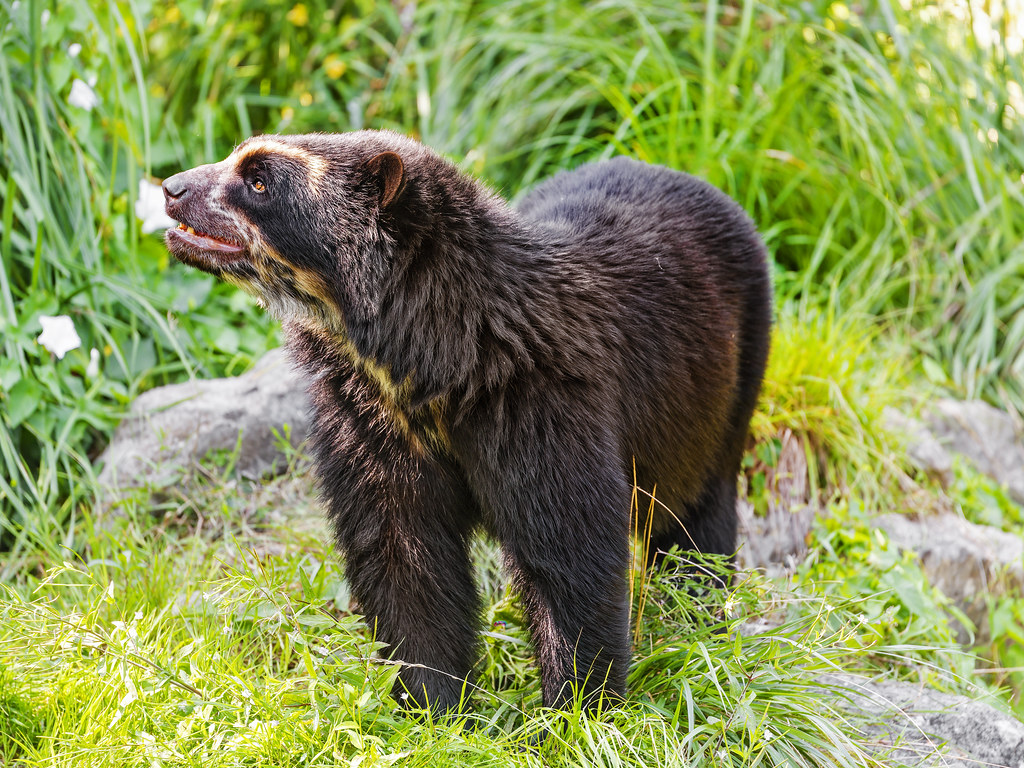 Spectacled bear looking up | A spectacled bear of the Zürich… | Flickr