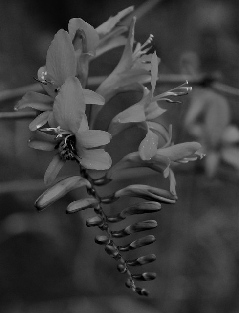 Black & White, Falling Stars - Valentine Flower - Montbretia (Crocosmia Aurea)