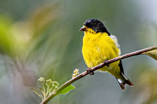 ♂️ Lesser goldfinch, the smallest finch in the world