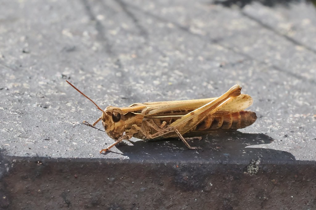 Field Grasshopper ~ Chorthippus brunneus ~ Weybourne Garden (6)