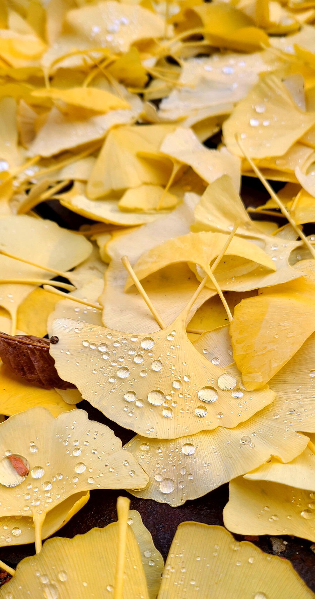 Title: Ginko