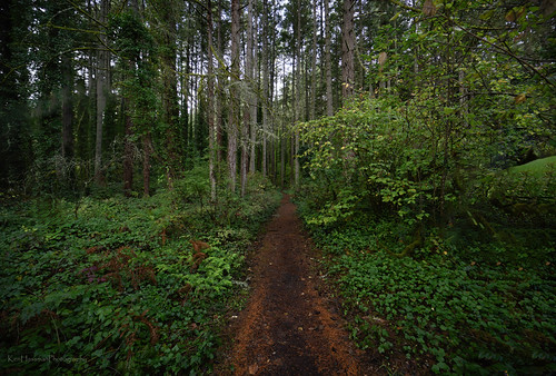 Morning Walk in the Woods | by klewis4848