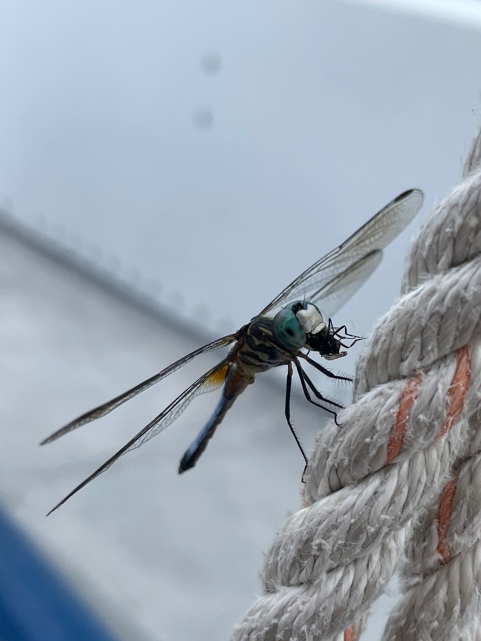 Title: Dragonfly Eating