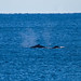 Mother and calf - humpback whales migrating north to warmer waters