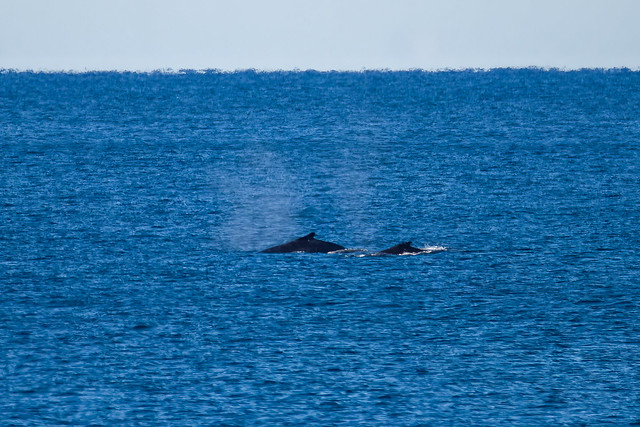 Mother and calf - humpback whales migrating north to warmer waters