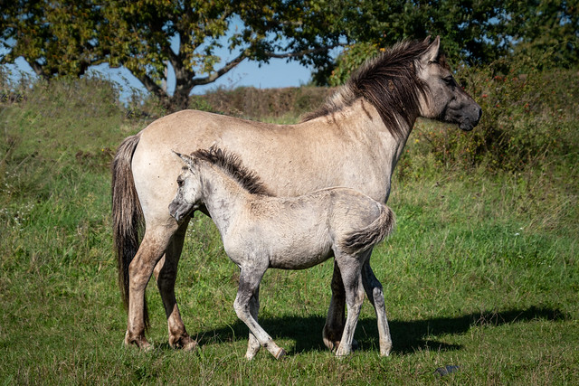Konikpaard met veulen (Equus caballus var. konik) ||  Maasvallei