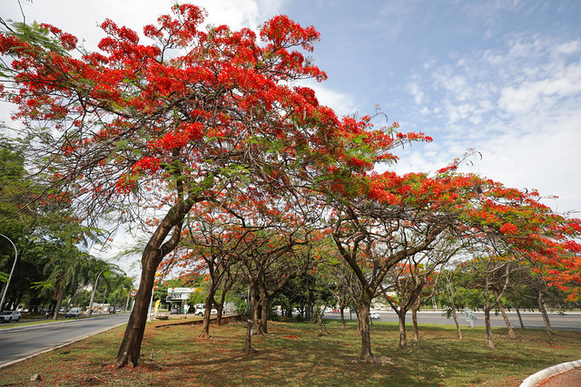 Florada dos flamboyants colore as ruas do DF