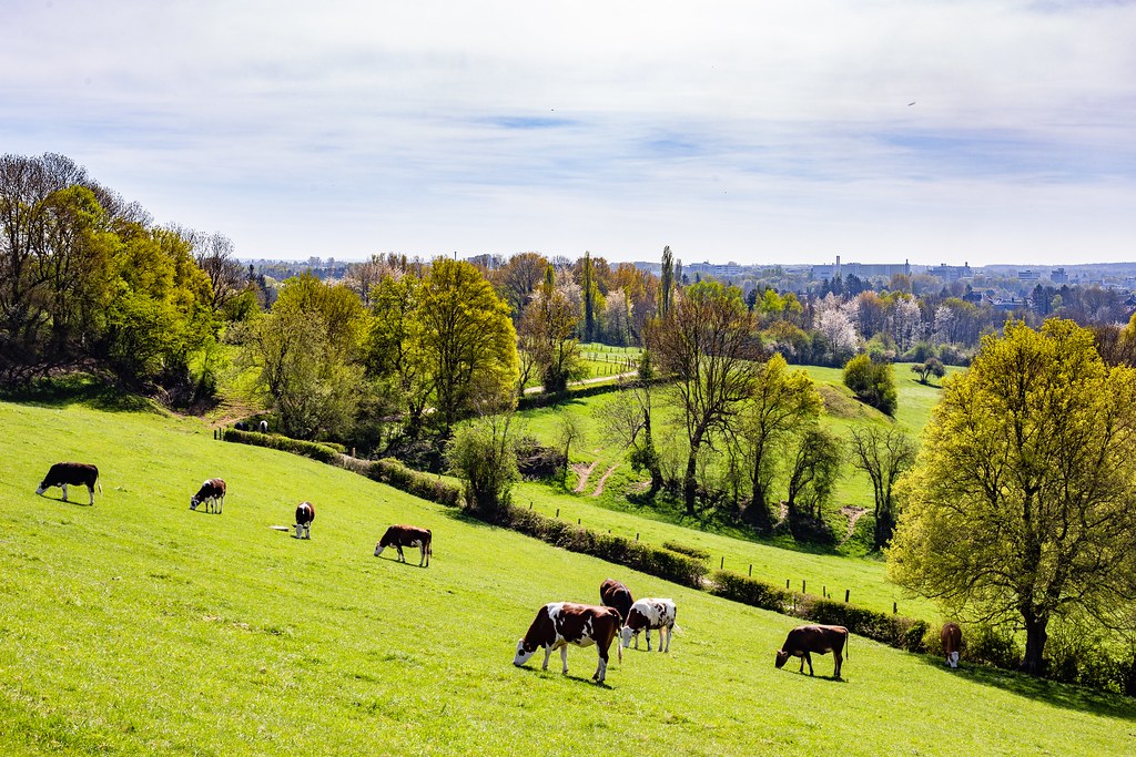 荷蘭密集酪農業蓬勃發展，也是近年最受氮法規影響的產業。圖片來源：wirestock／Freepik