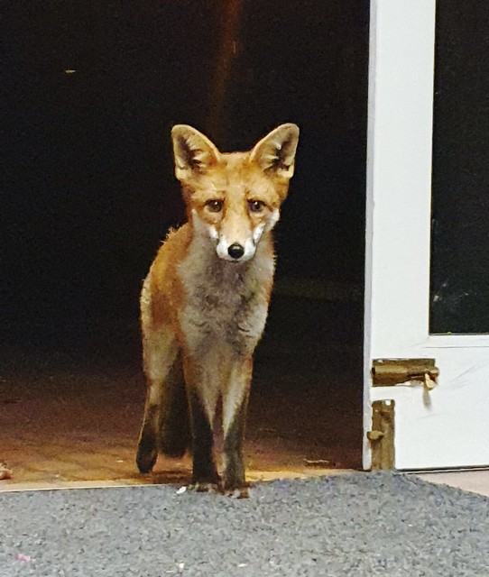 Foxy Visitor
