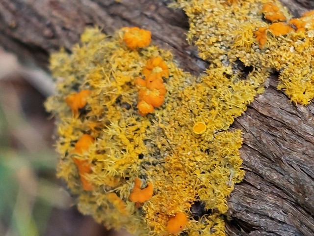 353 common sunburst lichen, Xanthoria parietina, Belair NP SA